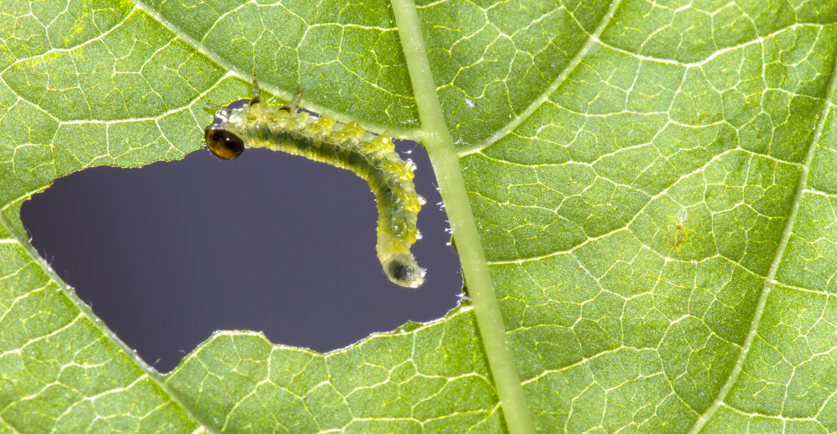 Caterpillar eating a leaf